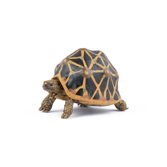 Figurine tortue étoilée Papo 50333 - Tortue d'Inde
