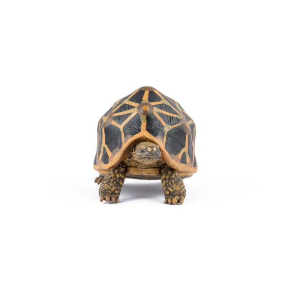 Figurine tortue étoilée Papo 50333 - Tortue d'Inde
