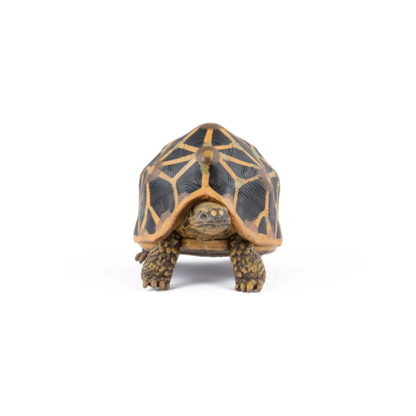 Figurine tortue étoilée Papo 50333 - Tortue d'Inde
