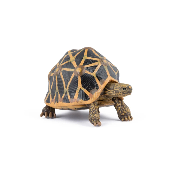 Figurine tortue étoilée Papo 50333 - Tortue d'Inde