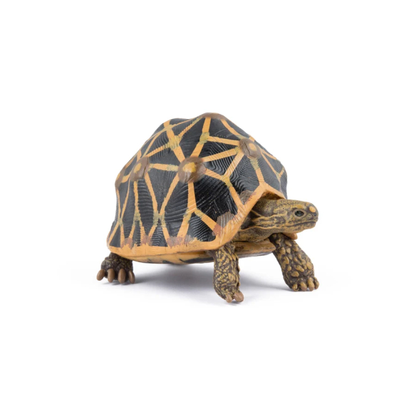 Figurine tortue étoilée Papo 50333 - Tortue d'Inde