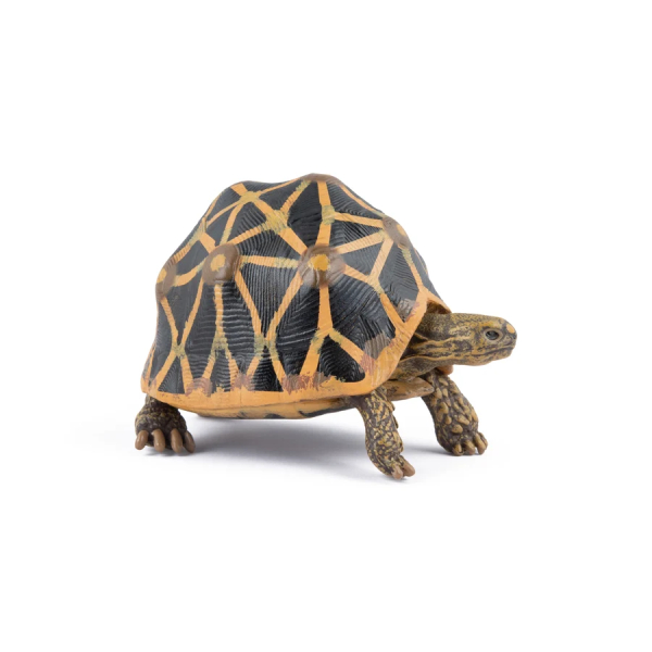 Figurine tortue étoilée Papo 50333 - Tortue d'Inde