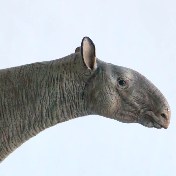 Figurine Paraceratherium Eofauna 1:35 - Rhinocéros géant
