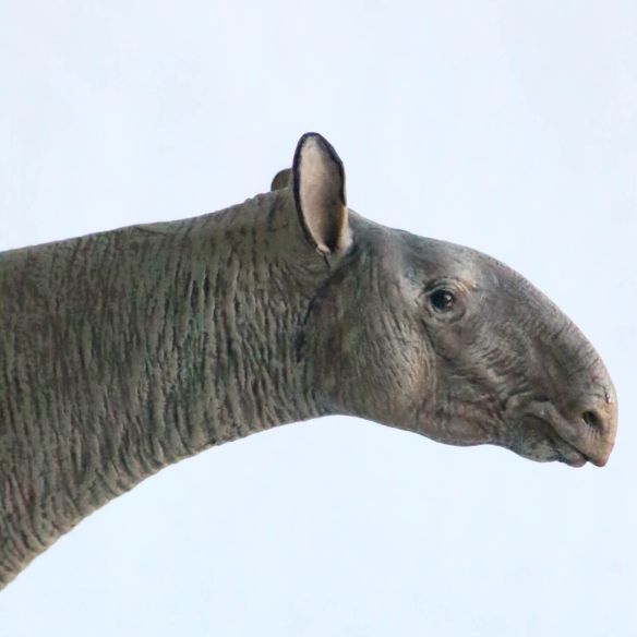 Figurine Paraceratherium Eofauna 1:35 - Rhinocéros géant