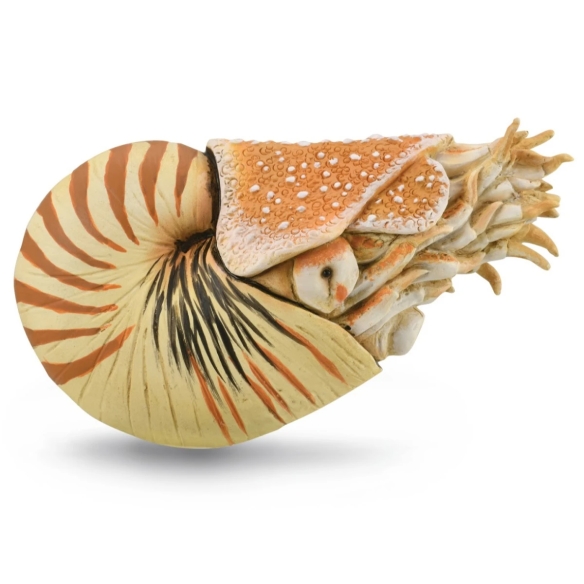 Coffret ammonite et nautile CollectA 84172 : 4 figurines