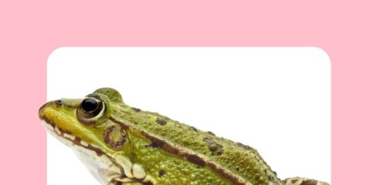 Métamorphose du cycle de la grenouille , cycle de vie évolution, la phase de la grenouille adulte