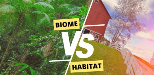 Biome vs Habitat choisir son classement pour edcation pedagogique figurine animal