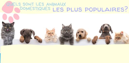 Quels sont les animaux domestiques les plus populaires? animal compagnies chien chat poisson