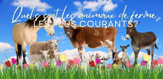 Qui sont les animaux de la ferme les plus courants?