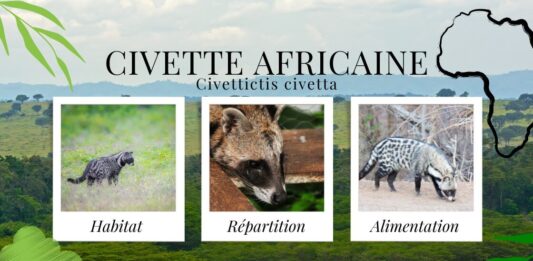 Civettictis civetta : La civette africaine dans son habitat naturel