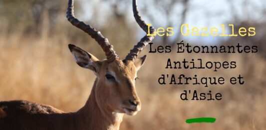 Les Gazelles : Les Étonnantes Antilopes d'Afrique et d'Asie