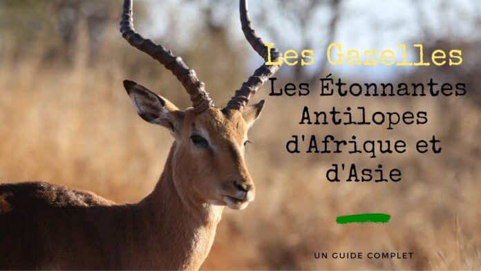 Les Gazelles : Les Étonnantes Antilopes d'Afrique et d'Asie