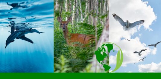 Différents habitats des aniamux classe maternelle apprendre le monde animal