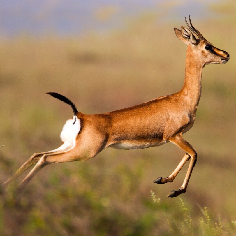 "Course Majestueuse des Gazelles d'Afrique : Une Symphonie de Grâce et de Rapidité"