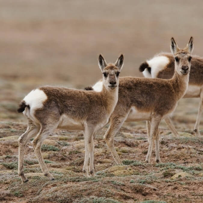 Discrétion et Camouflage : La Gazelle d'Asie dans son Habitat Montagneux