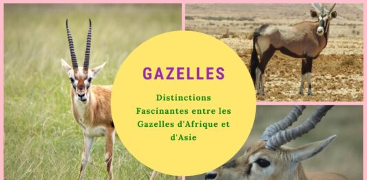 Voyage Comparatif entre les Gazelles d'Afrique et d'Asie : Une Exploration des Différences Fascinantes