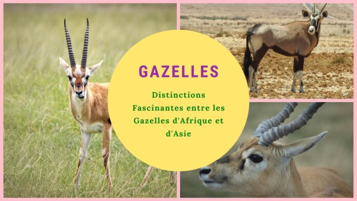 Voyage Comparatif entre les Gazelles d'Afrique et d'Asie : Une Exploration des Différences Fascinantes