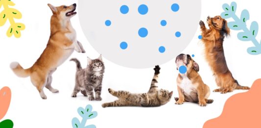 Comment débuter votre collection de figurines ?