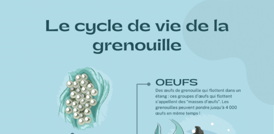 Cycle de vie de la grenouille pdf