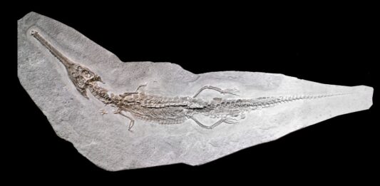 Mosasaurus, un fossile important pour la paléontologie