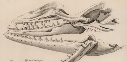 Comment les scientifiques ont-ils découvert le Mosasaurus