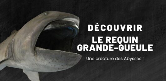 Creature des abysse le requin grande gueule