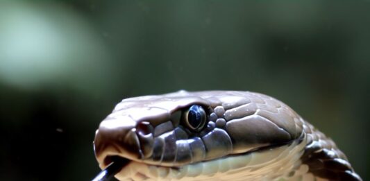 Tout sur les cobras, et comparaison des figurine realiste materiel educatif pedagogique reproduction