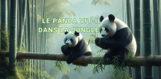 Le panda vit-il dans la jungle ?