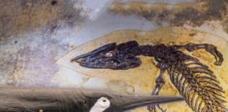 shastasaurus, ichthyosaure, reptile marin, Trias, gigantisme