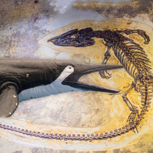 shastasaurus, ichthyosaure, reptile marin, Trias, gigantisme