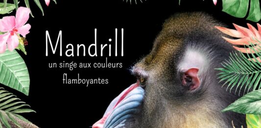 Singe Mandrill tout savoir