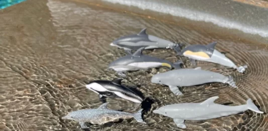 Découverte des animaux marins dauphin et baleine