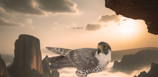 Rapace et faucon pèlerin l'univers des oiseaux en figurine
