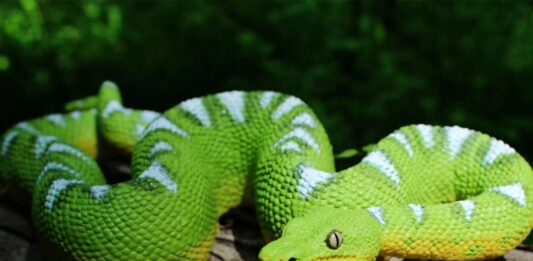plongée dans le monde fascinant des reptiles avec des figurines réalistes
