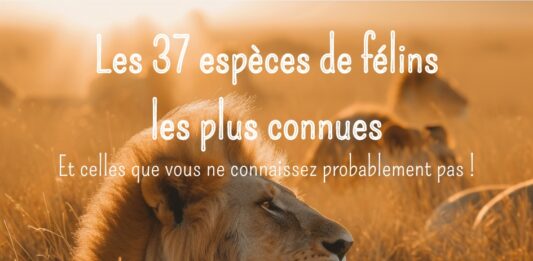Lion rugissant dans la savane africaine