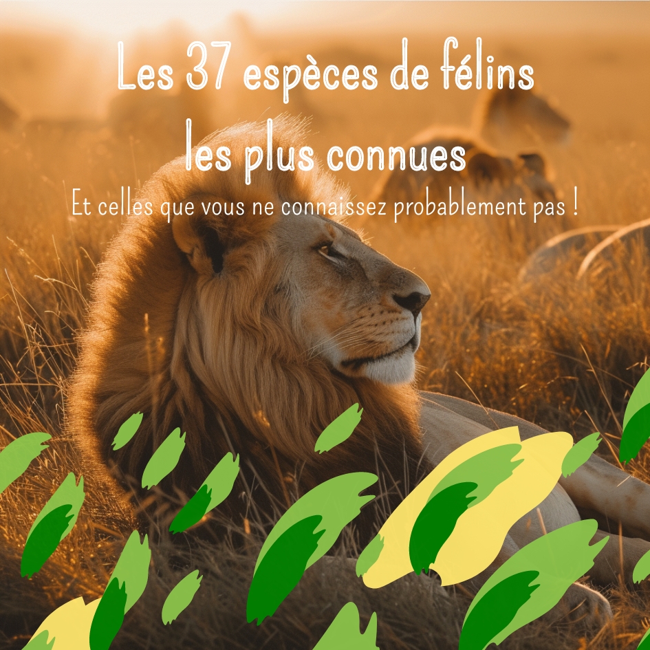 Lion rugissant dans la savane africaine