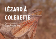 Lézard à colerrette collecta figurine realiste