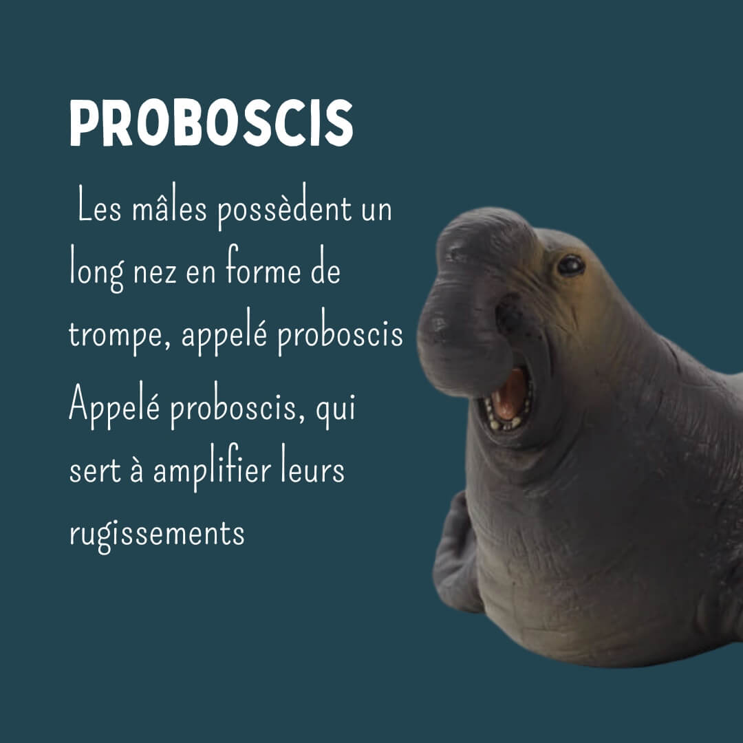 éléphant de mer proboscis