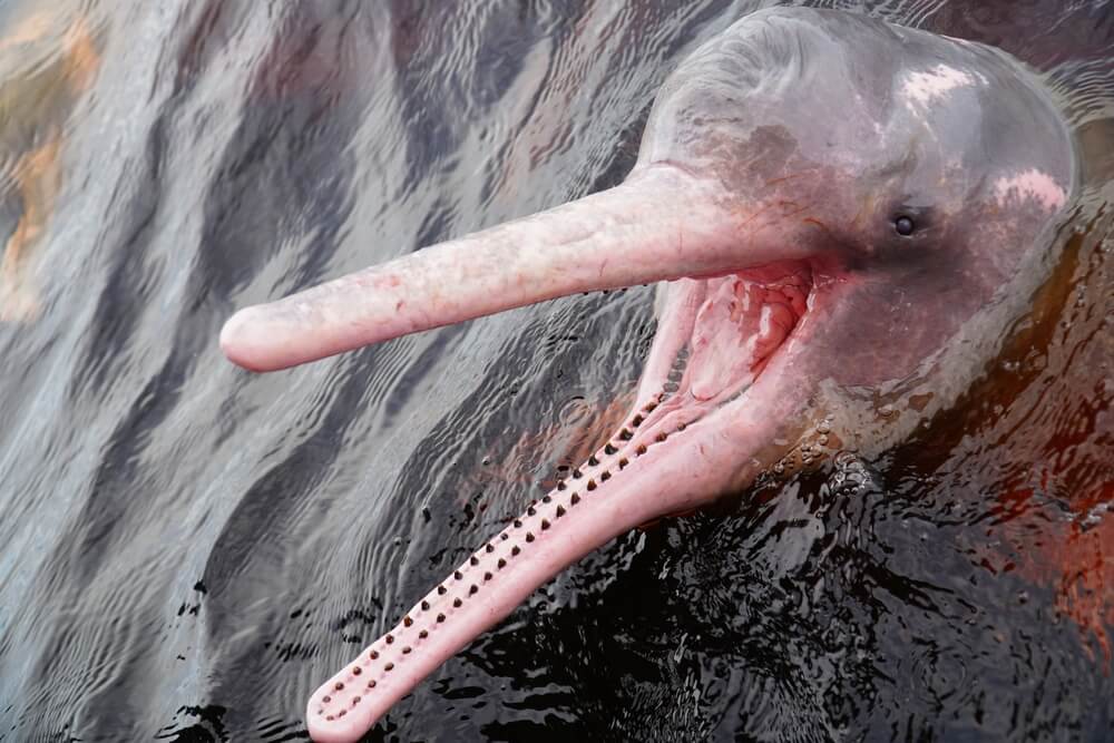 Photo dauphin rose d'Amazonie sautant hors de l'eau