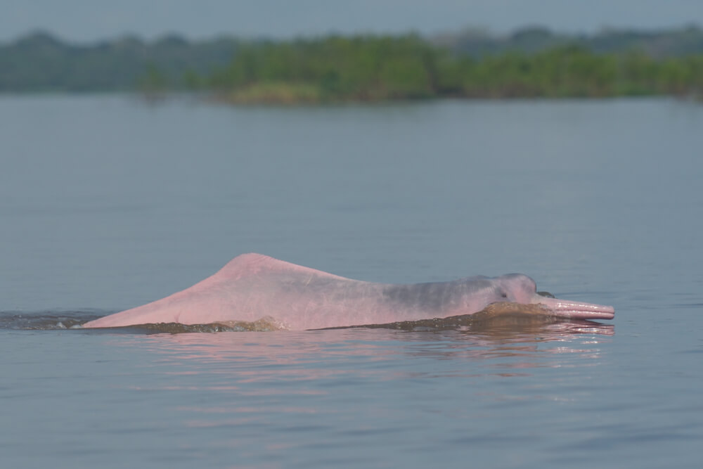 Photo dauphin rose boto adulte en surface du fleuve Amazone