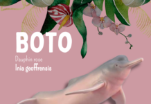 Dauphin rose - Boto