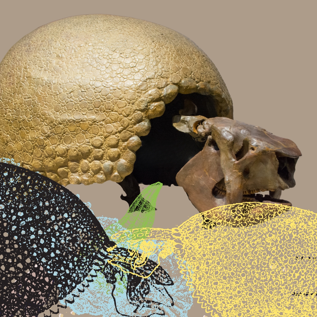 Squelette animaux disparu glyptodon megafaune tatou géant