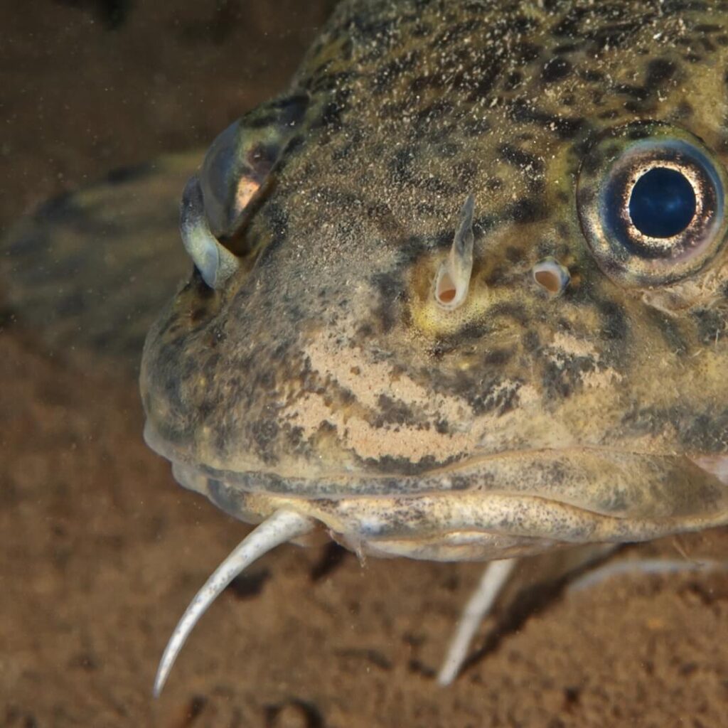 Gros plan sur le barbillon caractéristique de la lotte d'eau douce