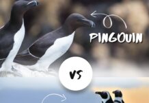 Pingouin vs Manchot qui est qui comment les reconnaître ne plus faire d'erreur.