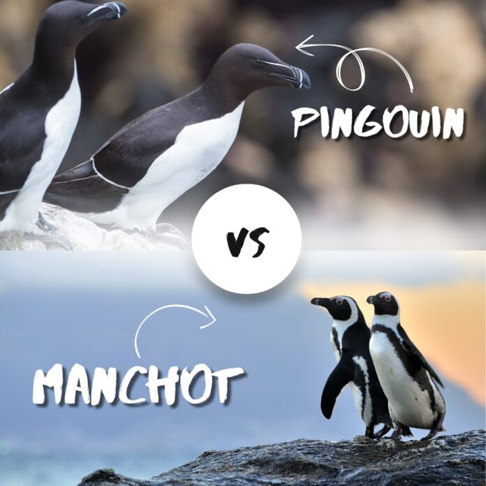 Fini la confusion ! Le guide simple et efficace pour reconnaître manchots et pingouins à coup sûr !