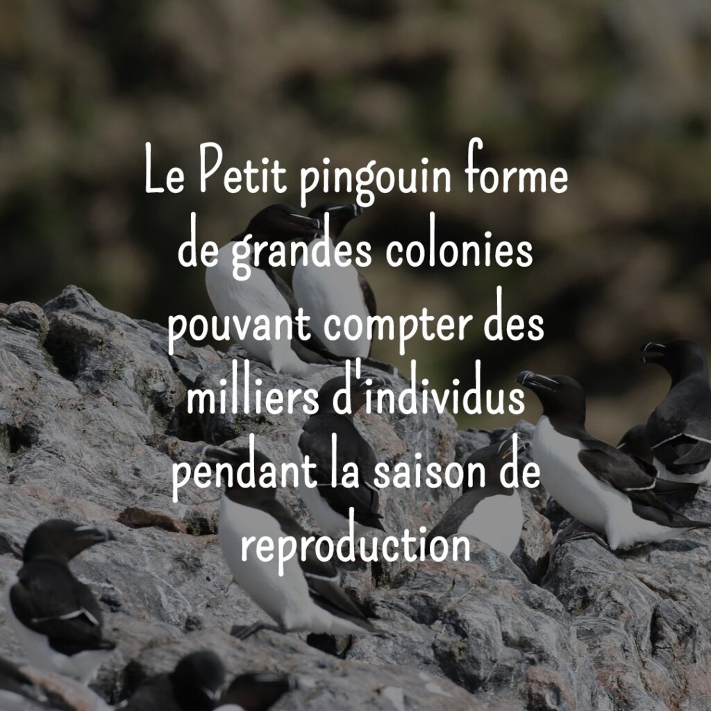 Pingu – Le CD-Rom Des Petits Pingouins – Hachette Multimédia – PC/Mac – FR – Bon état