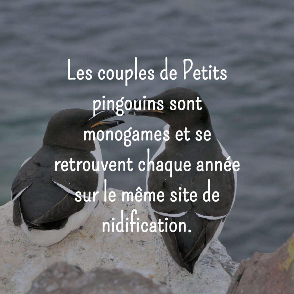 Trois petits pingouins - broché - Marie-Hélène Grégoire, Peggy