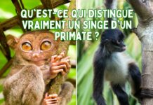 Connaissez-vous la vraie différence entre un 'singe' et un 'primate' ? Ou pensez-vous que c'est la même chose ? Découvrons-le ensemble !