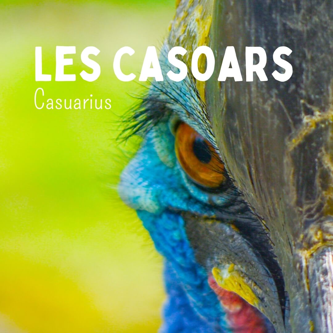 Casoar animal