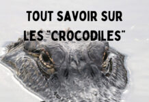 Tout savoir sur les crocodiliens crocodile